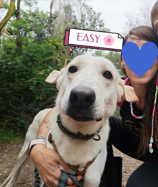 Splendida Labrador - EASY Foto 8